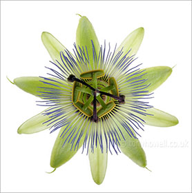 Passion Flower, close up