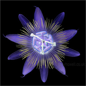 Passion Flower