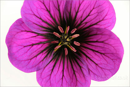 Geranium, close up