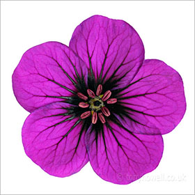 Geranium, on white