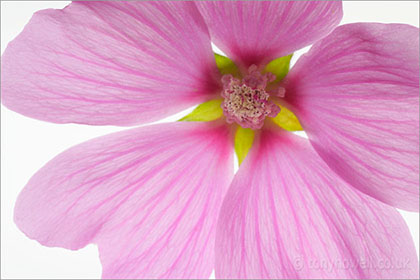 Lavatera, on white