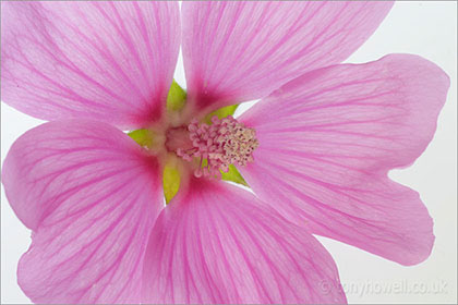 Lavatera, on white