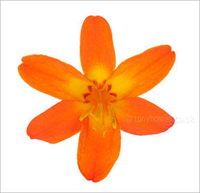 Crocosmia on white