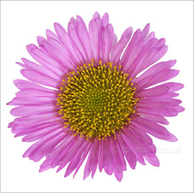 Erigeron