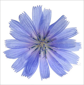 Chicory, blue