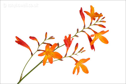 Crocosmia on white