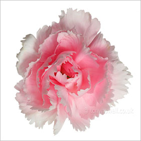 Carnation, pink
