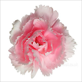 Carnation, close up