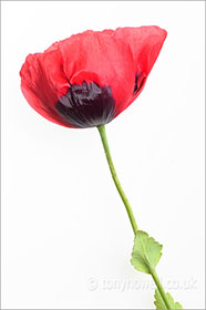 Poppy, on white