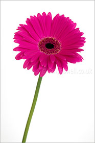 Gerbera on white