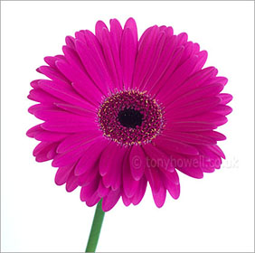 Gerbera on white