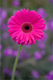 Gerbera, Deep Pink