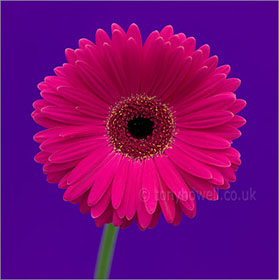 Gerbera, on blue