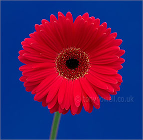 Gerbera, Red