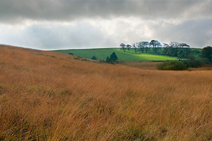 Grasses, Priddy