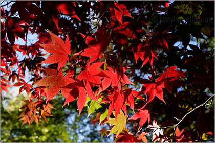 Japanese Maple