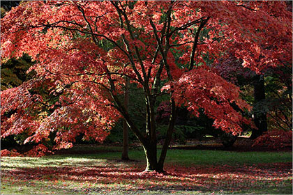 Acer - Maple