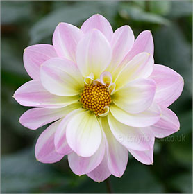 Dahlia