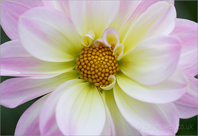 Dahlia