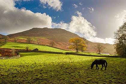 Horse, Lake District