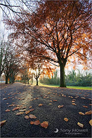 Beech, Autumn