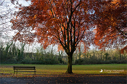 Bench, Autumn