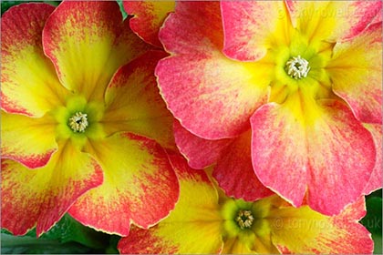 Primula, close up