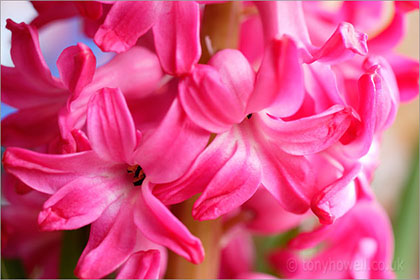 Hyacinth, pink