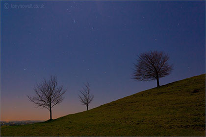 Trees, Burrow Mump