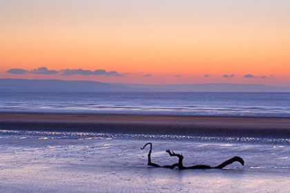 Driftwood