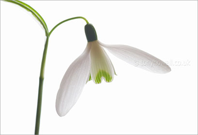 Snowdrop on white