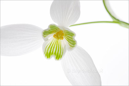 Snowdrop, close up