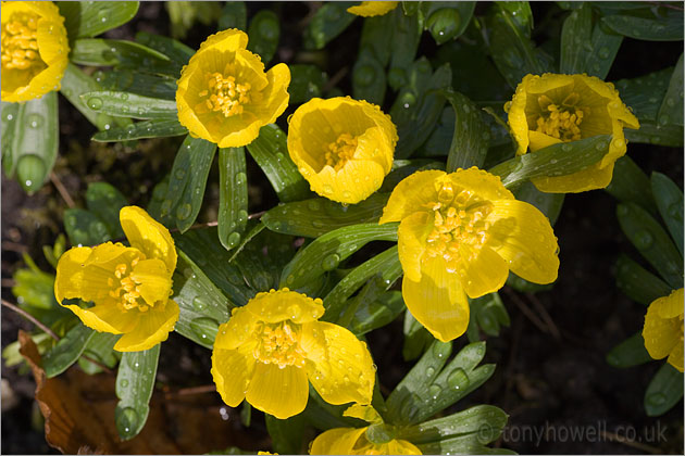 Winter Aconites 