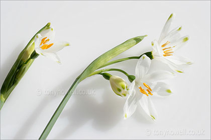 Leucojum with shadow