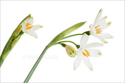 Leucojum on White