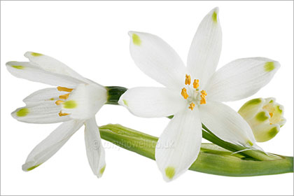 Leucojum, close up