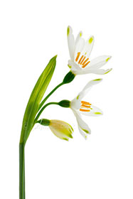 Leucojum