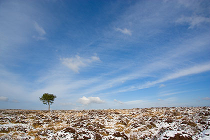 Tree, Snow