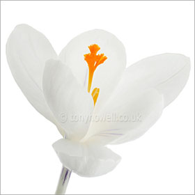 Crocus, white