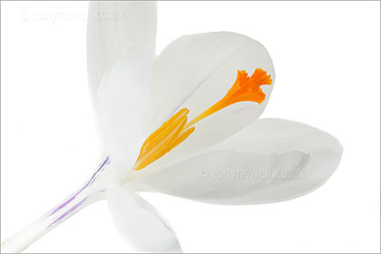 Crocus, white