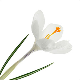 Crocus, white