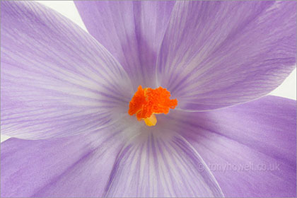 Crocus, close up