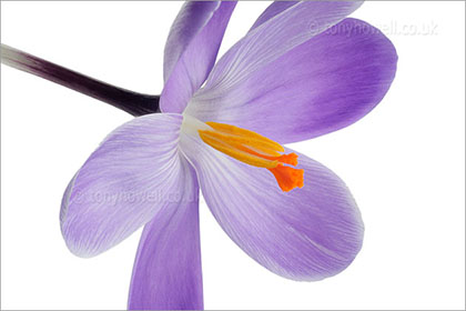 Purple crocus on white