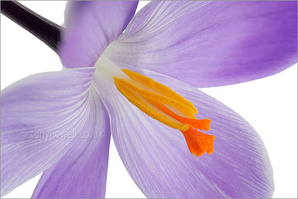 Purple crocus on white