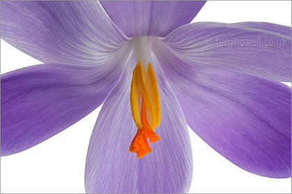 Purple crocus on white