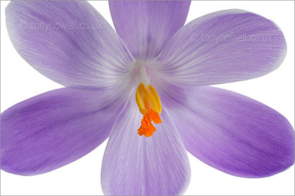 Purple crocus on white