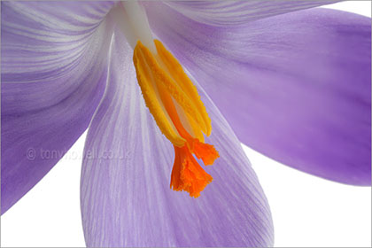 Crocus close up