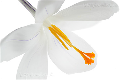 White crocus on white