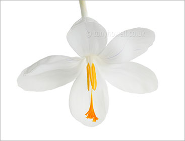 Crocus, white