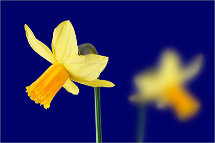 Daffodil